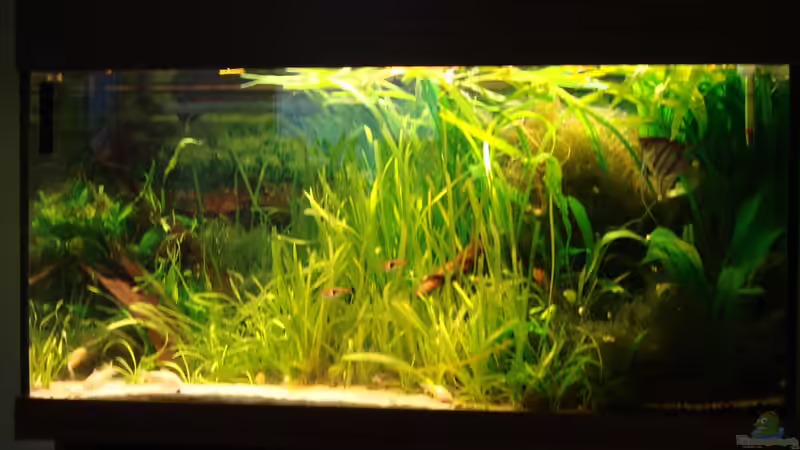 240 Liter Gesellschaftsaquarium von Tine123 (2)