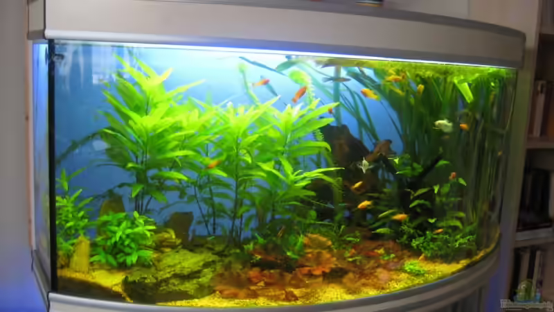 240 Liter Gesellschaftsbecken von StefanR (1)