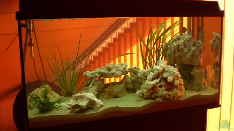 240 Liter Malawi-Becken von KingJosch (1)