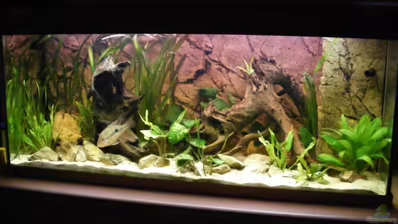 240 Liter mit Back To Nature Slim Line von Michael S. (1)