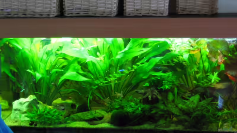 240 Liter Südamerika Gesellschaftsaquarium von Sky1706 (1)