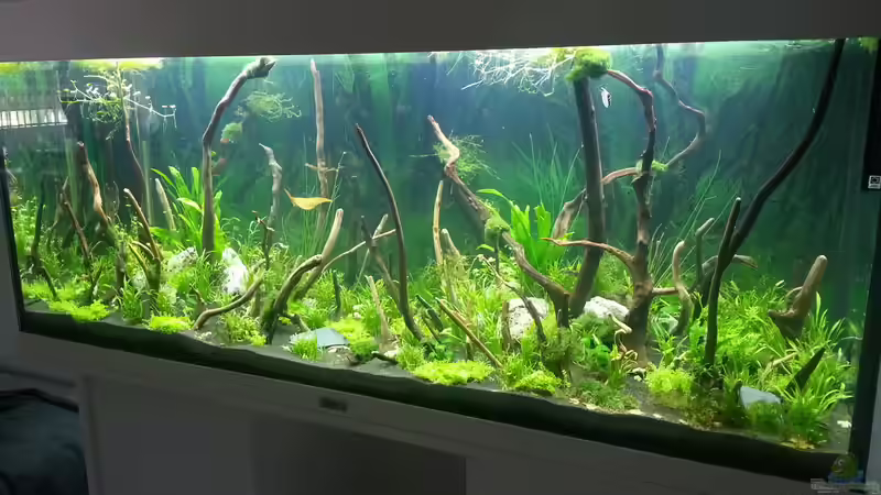 240l Becken von Mirakulix89 (3)