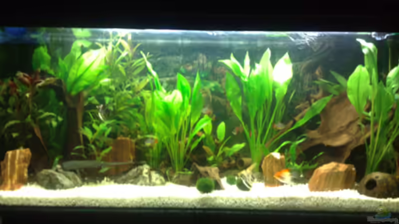 240L Becken von skalarvonwels (4)