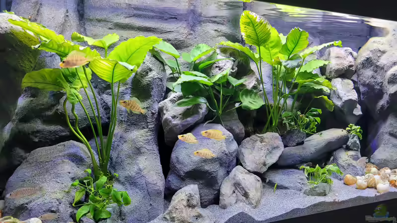 240l Juwel Rio 240 von Chris Heerwagen (2)