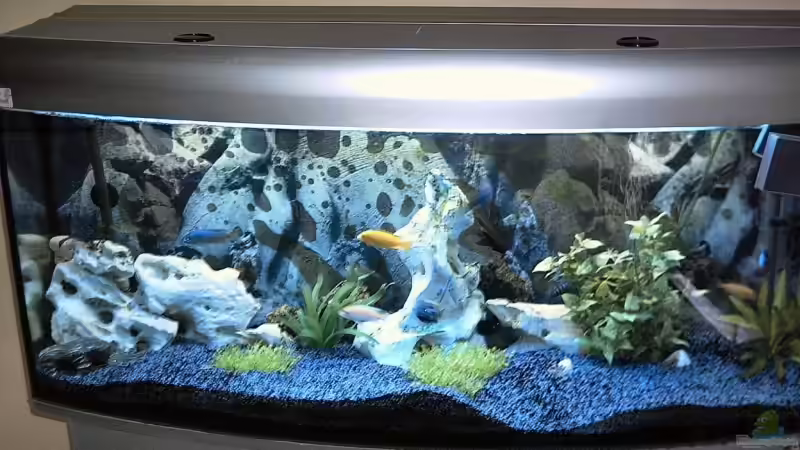 240l Malawisee becken von Uwe Krieg (1)