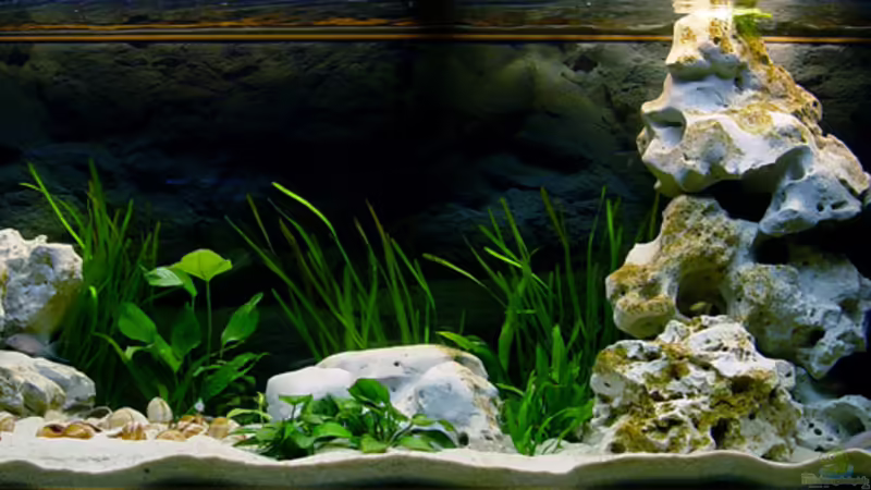 240l Tanganijka von Mario Schantl (1)