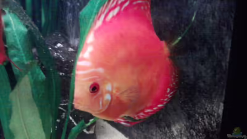 241212-1 von Ich bins Volker (11)