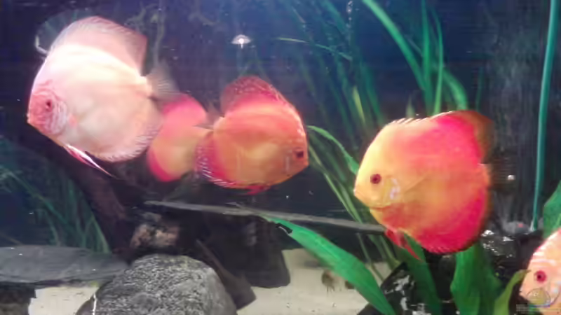 241212-2 von Ich bins Volker (12)