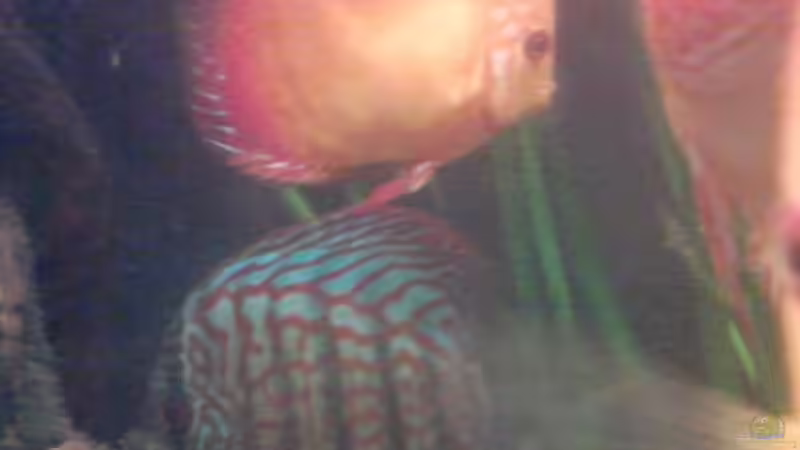 241212-4 von Ich bins Volker (14)