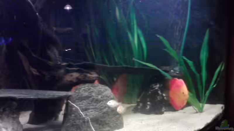 241212-7 von Ich bins Volker (17)