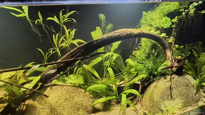 25. Juni  von Blackwater (5)