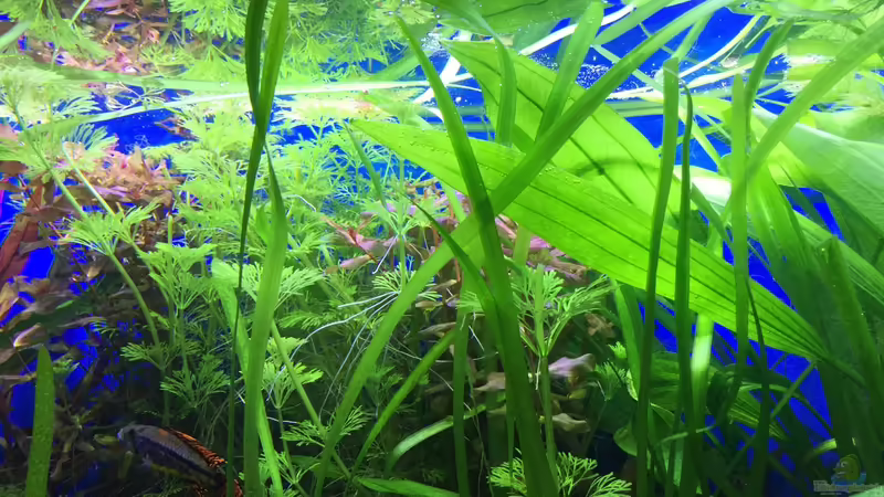 25.01.16 von .Andreas. (40)