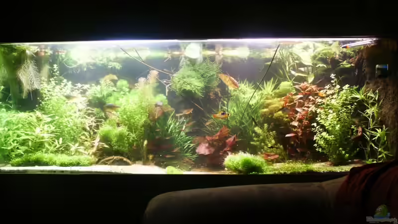 25.01.2009_nach kürzen der Pflanzen von Dschinn (21)