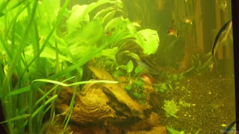 25.01.2011 Seitenansicht von Ralf Horsthemke (14)