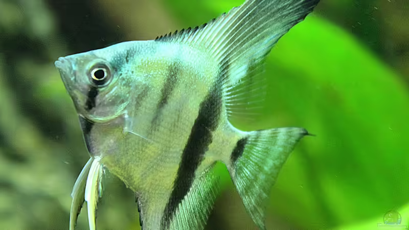 25.01.2014 von Trimmy (17)