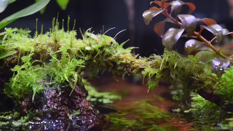 25.01.2017 von Junglist (15)