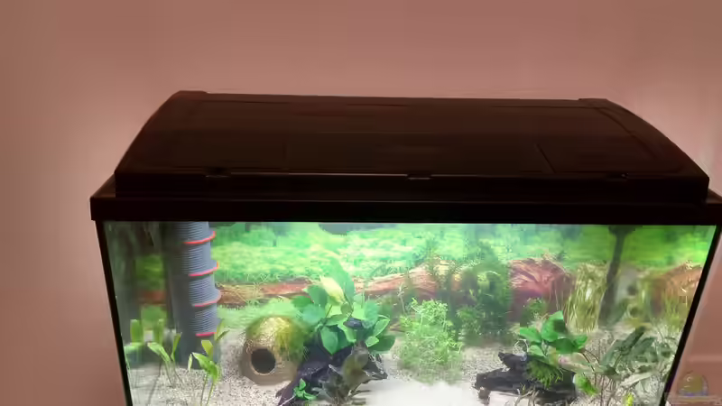 25.01.21 fertig mit einpflanzen von Lily (9)