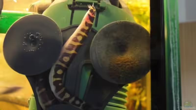 25.02.12 Dornaugen von -Mark- (16)