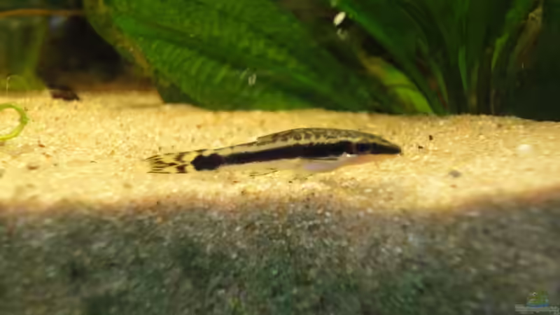 25.02.12 Otto von -Mark- (14)