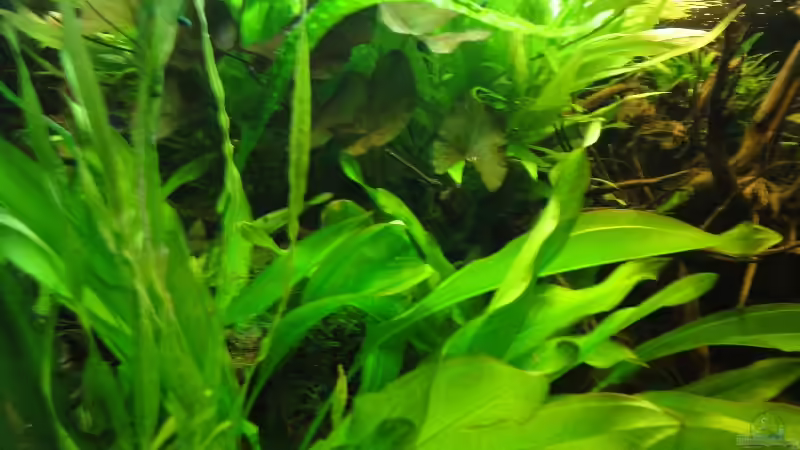 25.02.12 von der linken Seite aufgenommen von -Mark- (2)