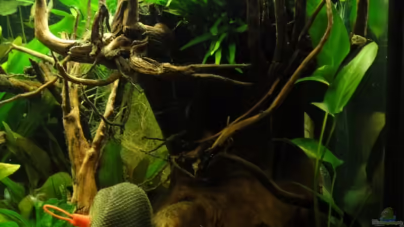 25.02.2012 die Steine sind zum beschweren der Wurzel von -Mark- (3)