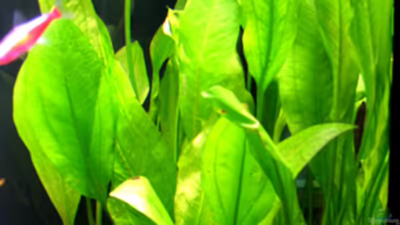 25.03.2009 von Maik A. (10)