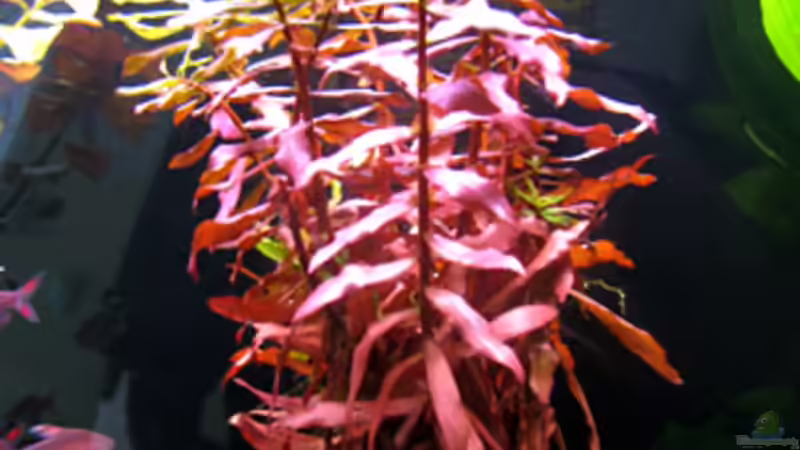 25.03.2009 von Maik A. (11)