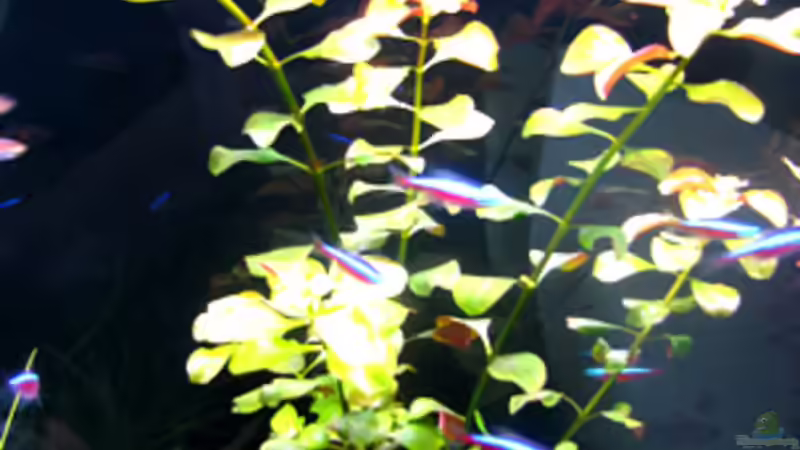 25.03.2009 von Maik A. (12)