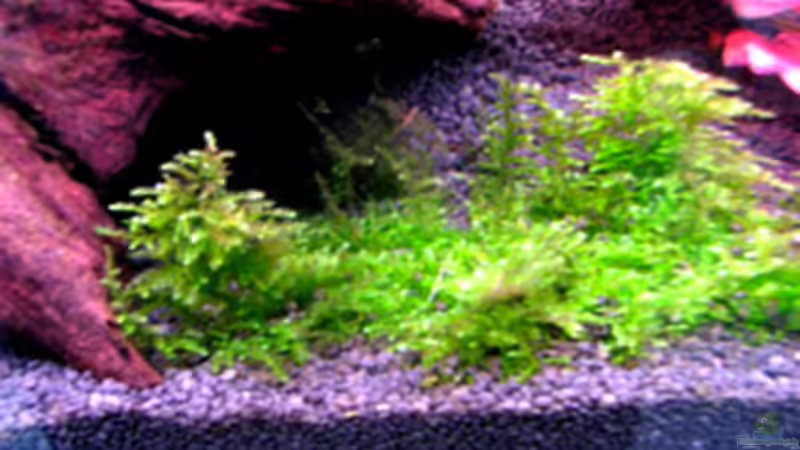 25.03.2009 von Maik A. (15)