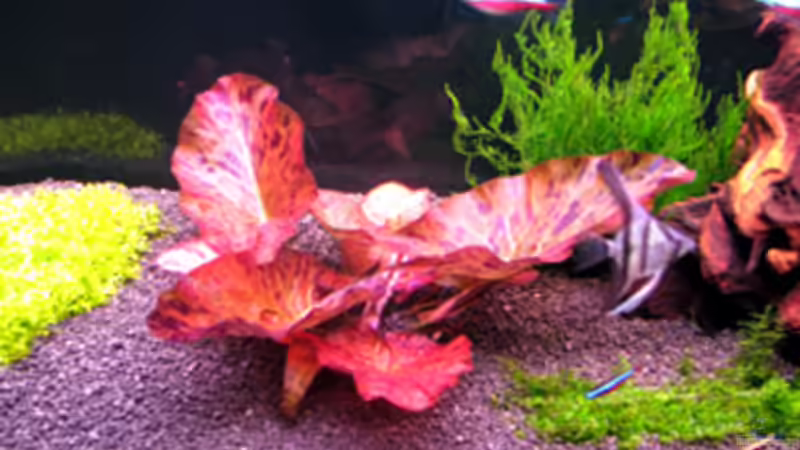 25.03.2009 von Maik A. (17)