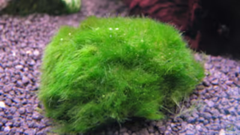 25.03.2009 von Maik A. (19)