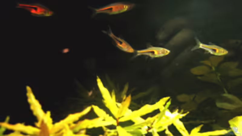 25.03.2009 von Maik A. (24)