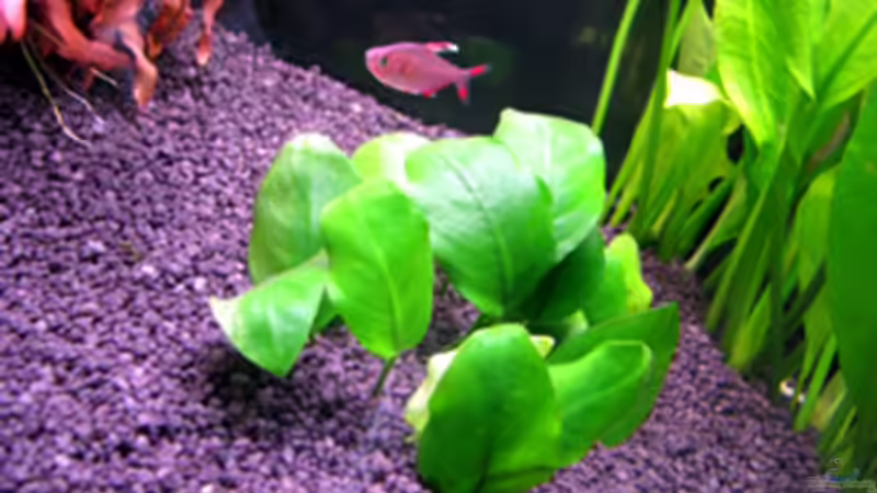 25.03.2009 von Maik A. (9)