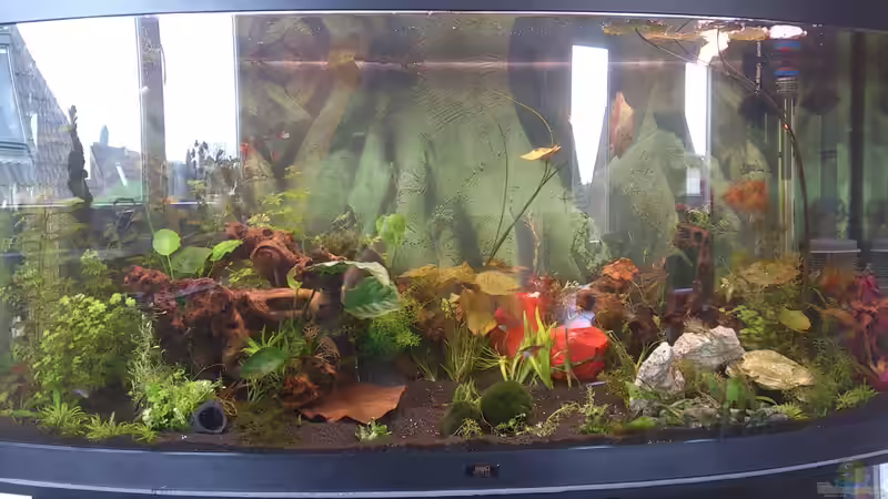 25.03.2014 Becken nach Einzug der neuen Pflanzen von Wall-E (8)