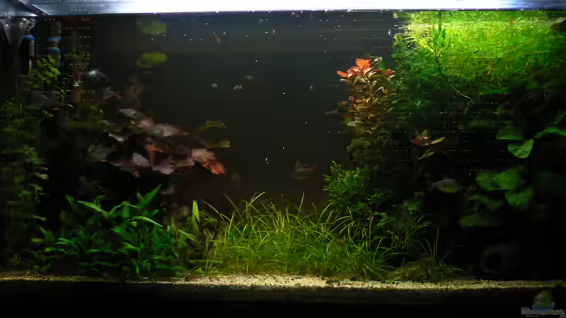 25.04.2010, vom Sofa aus; von Zapfenmanderl (6)