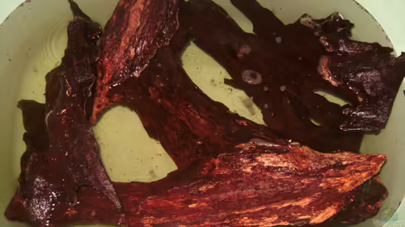 25.05.2009 ~ Nein, kein Fleisch... gewässerte Wurzeln. von Quyrill (15)