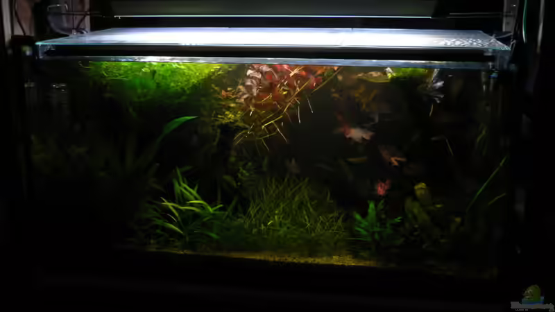 25.05.2010, Eßecke von Zapfenmanderl (12)