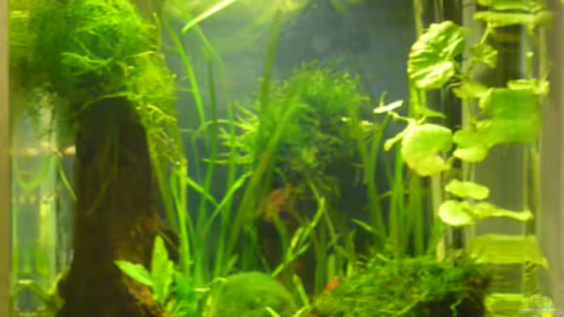 25.06.09 von Wels (3)