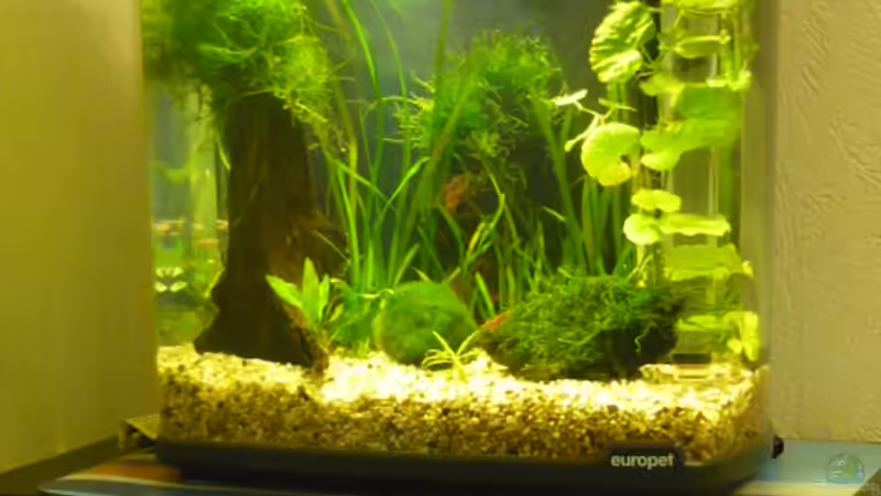 25.06.09 von Wels (4)