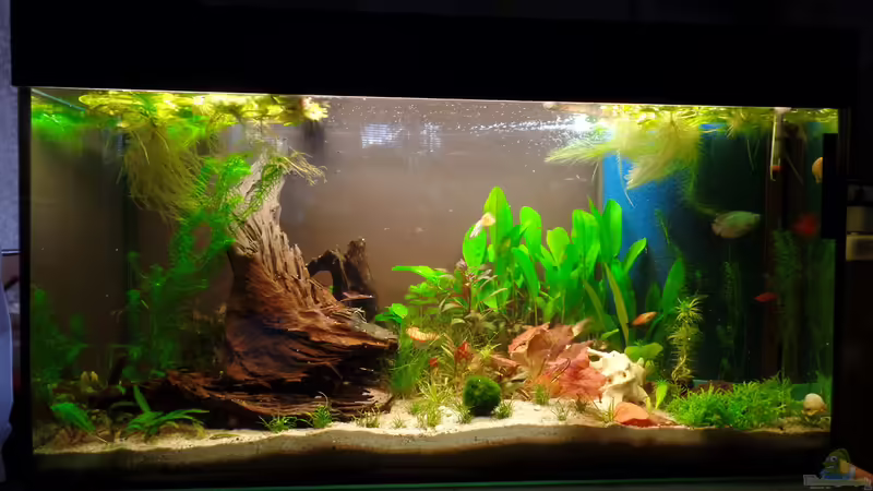 25.06.2014 von raubsau (18)