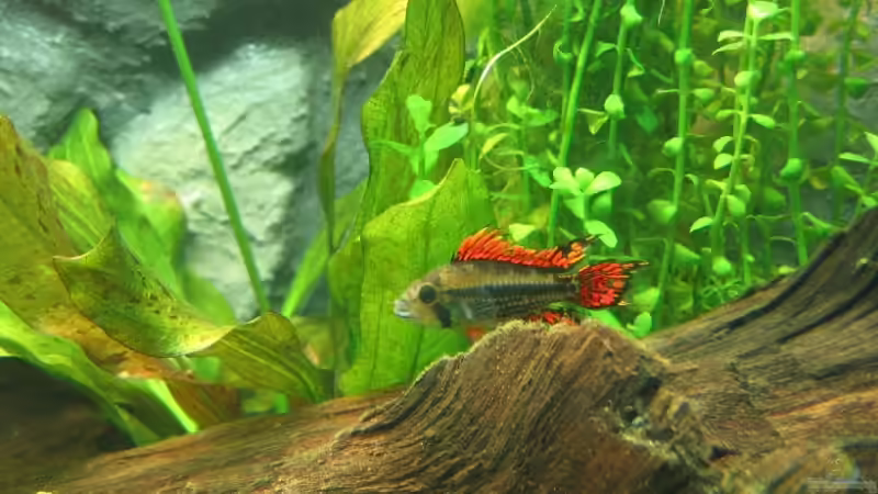 25.07.2007: Apistogramma cacatuoides (Männchen) von Steffen L. (26)