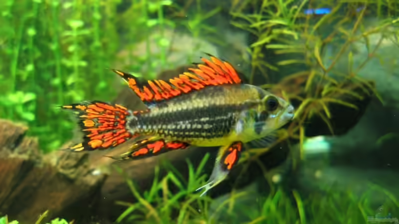 25.07.2007: Apistogramma cacatuoides (Männchen) von Steffen L. (27)