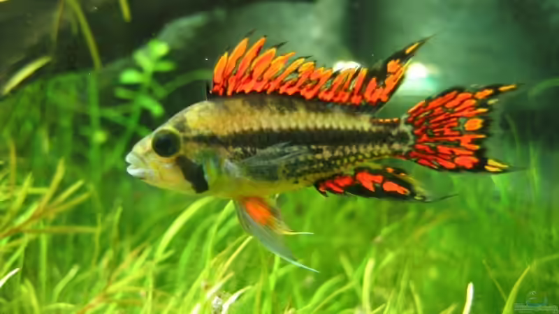 25.07.2007: Apistogramma cacatuoides (Männchen) von Steffen L. (28)