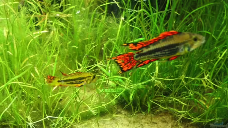 25.07.2007: Apistogramma cacatuoides (Pärchen) von Steffen L. (29)