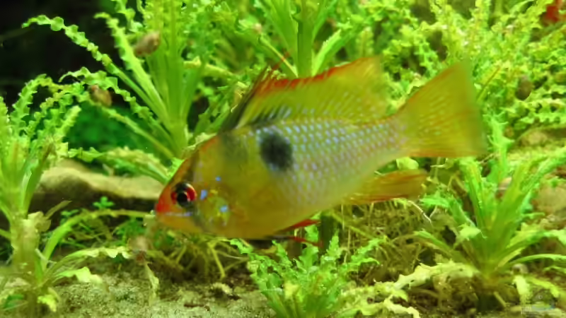 25.07.2007: Microgeophagus Ramirezi (Männchen) von Steffen L. (31)