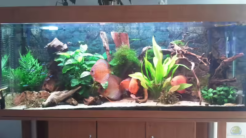 25.07.2012 von Don Jupp (1)