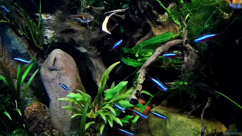 25.07.2014 von snooze (2)