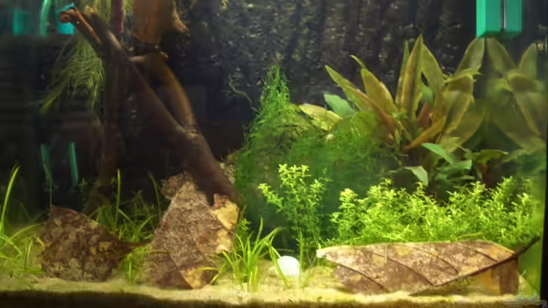 25.08.08 von Knorpelfisch (4)