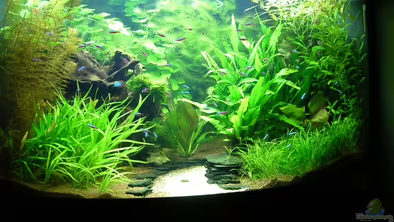 25.08.2011 von Christian Grunwald (13)