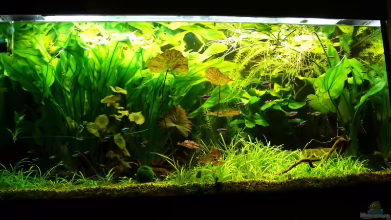 25.10.2009 von Die kleine Meerjungfrau (16)